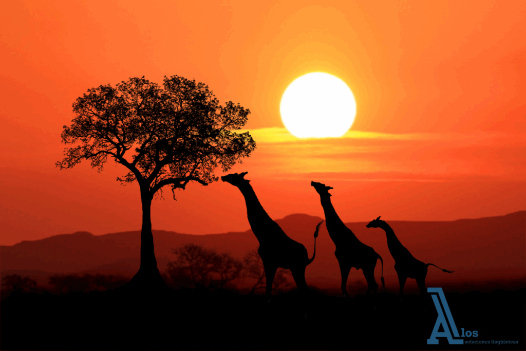Tres jirafas caminando al atardecer en la sabana africana, silueteadas contra el cielo anaranjado de Sudáfrica