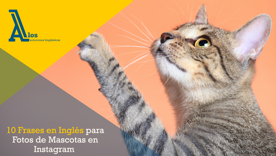 Perro divertido con gafas de sol acompañado de texto en inglés, ideal para post con frases en inglés para fotos de mascotas